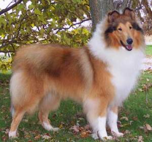 collie-dog-breed-1