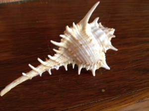 FebShell1