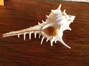 FebShell2